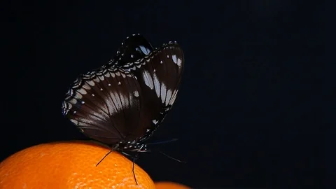 Butterfly mandarin dark background hd footage Stock Footage 108209432