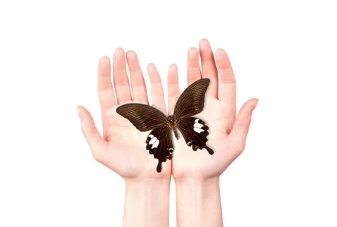 Butterfly on man's hand Stock Photos