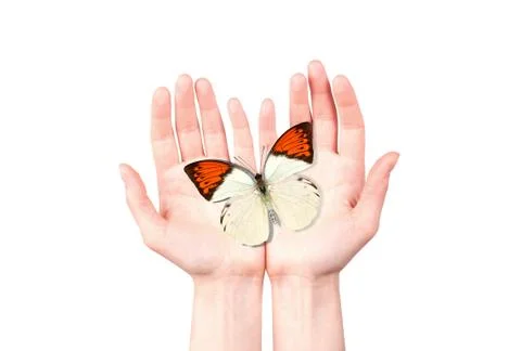 Butterfly on man's hand Stock Photos