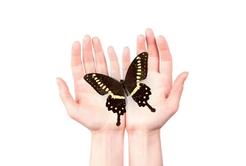 Butterfly on man's hand Stock Photos