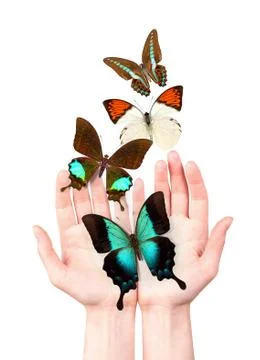 Butterfly on man's hand Stock Photos