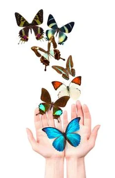 Butterfly on man's hand Stock Photos