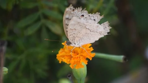 A butterfly on a marigold flower Stock Footage 273029401