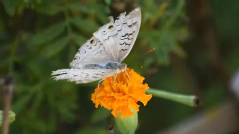 A butterfly on a marigold flower Stock Footage 273493771