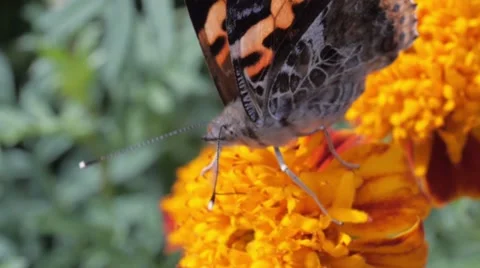 Butterfly on marigold 動画素材 45997776