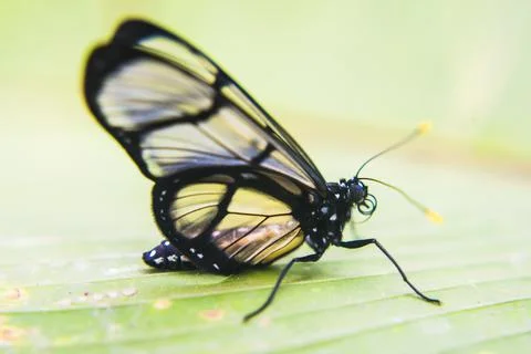 Butterfly, Mashpi Cloud Forest, Choco Rainforest, Ecuador, South America Stock Photos