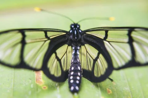 Butterfly, Mashpi Cloud Forest, Choco Rainforest, Ecuador, South America Stock Photos