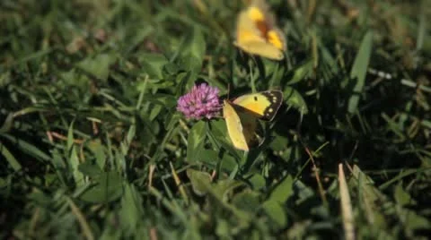 Butterfly mating dance Stock Footage 8836581
