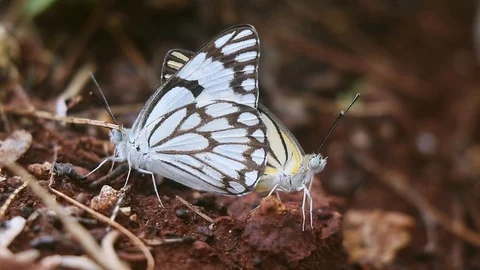 Butterfly mating in forest Stock Footage 113073740
