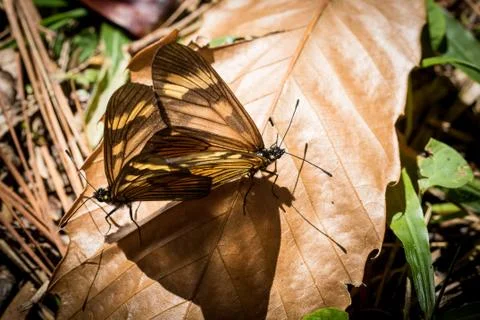 Butterfly mating Stockfoto's