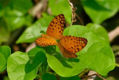 Butterfly mating Stock Photos