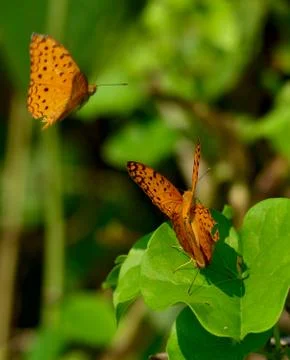 Butterfly mating Stock Photos