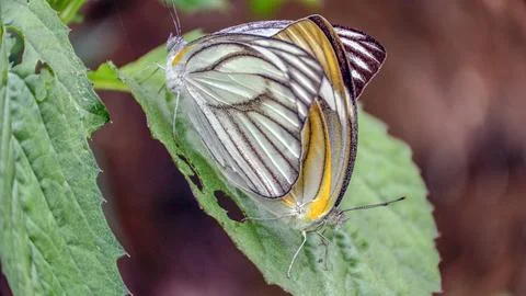 Butterfly mating Stock Photos