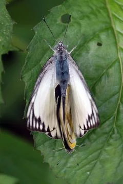 BUTTERFLY MATING Stock Photos