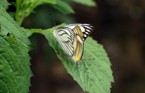 Butterfly mating Stock Photos