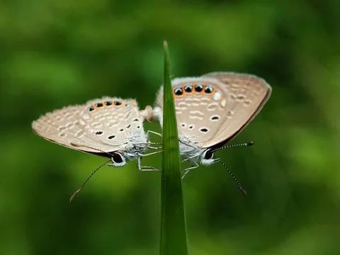 Butterfly mating Stock Photos