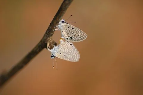 Butterfly matting Stock Photos