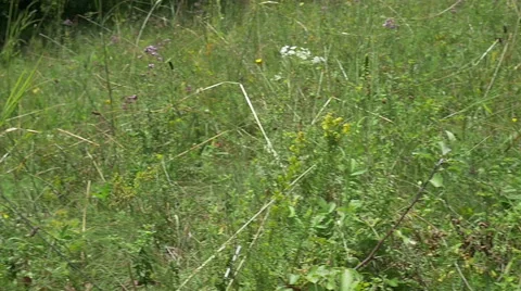 Butterfly in the Meadow Stock Footage 52214647