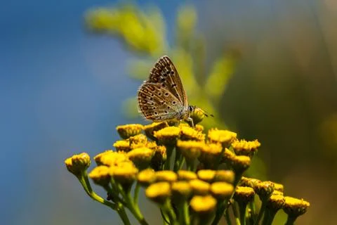 Butterfly on the meadow Foto stock