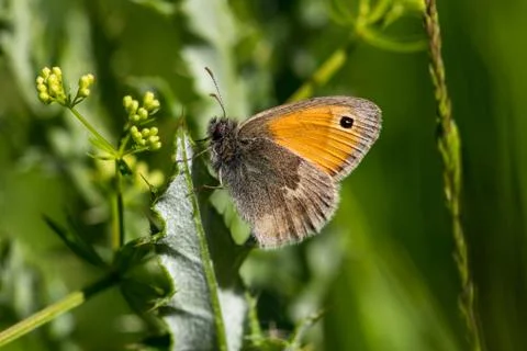 Butterfly on the meadow Stock Photos