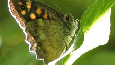 Butterfly Megera (Farfalla) resting on a leaf 4K- Italian Nature Video stock 95893244