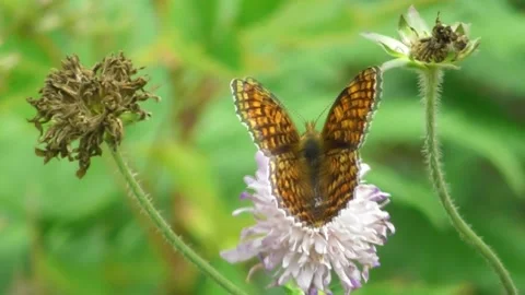 The Butterfly Melitaea Phoebe 1 Video stock 169758388