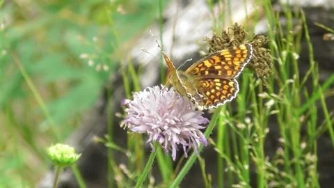 The Butterfly Melitaea Phoebe Video stock 169758434