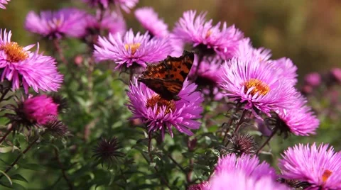 Butterfly on Michaelmas daisy. Stock Footage 42227622