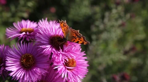 Butterfly on Michaelmas daisy. Stock Footage 42227633