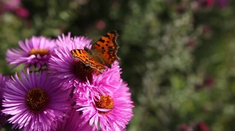 Butterfly on Michaelmas daisy. Stock Footage 42227646