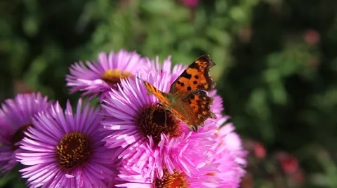 Butterfly on Michaelmas daisy. Stock Footage 42227704