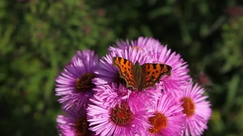 Butterfly on Michaelmas daisy. Stock Footage 42227772
