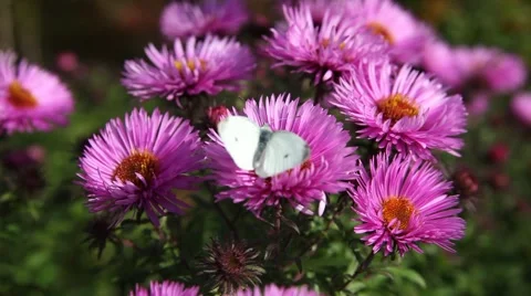 Butterfly on Michaelmas daisy. Stock Footage 42228038