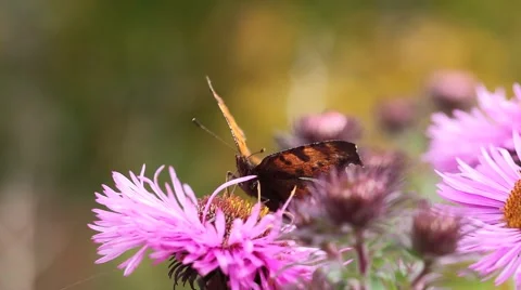 Butterfly on Michaelmas daisy. Stock-Footage 42306786