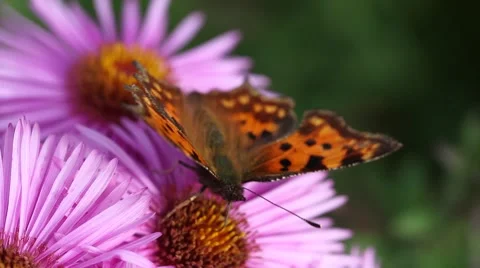 Butterfly on Michaelmas daisy. Stock Footage 42306797