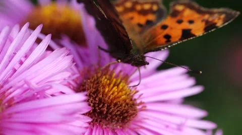 Butterfly on Michaelmas daisy. Stock-Footage 42306814
