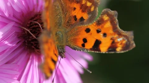 Butterfly on Michaelmas daisy. Stock Footage 42306815