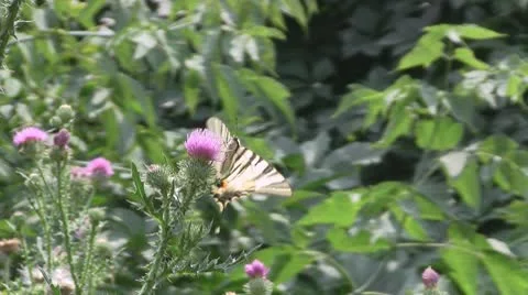 Butterfly on Milk Thistle Stock Footage 10734818