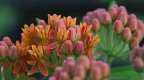 Butterfly milkweed Stock Footage 35658714