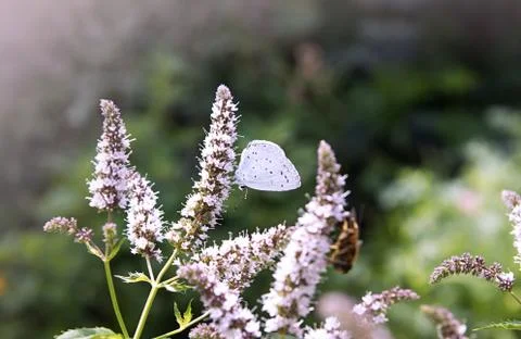 Butterfly on mint flower. Stock Photos