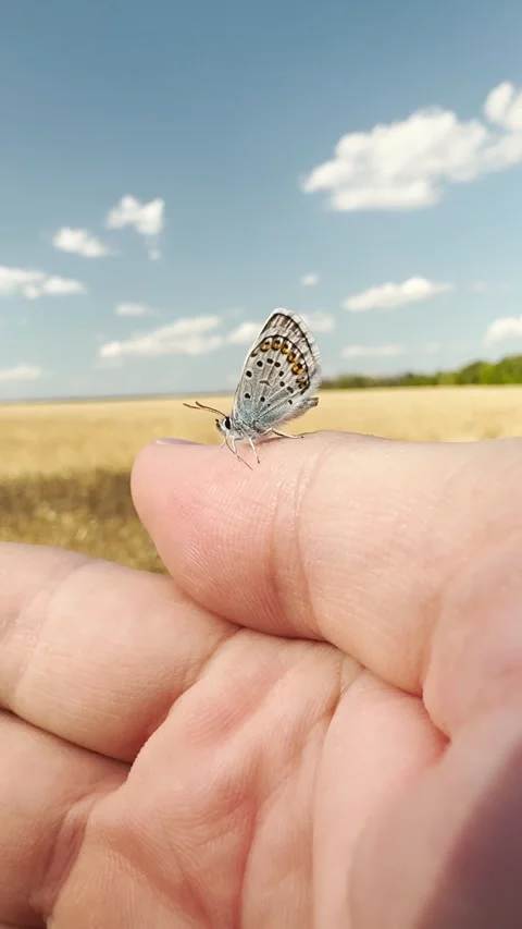 Butterfly moment on a finger, wheat fields stretching to the horizon, delicate Stock Footage 311897055