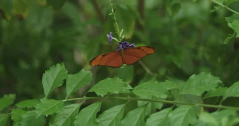 Butterfly-monarch-01 動画素材 150546871