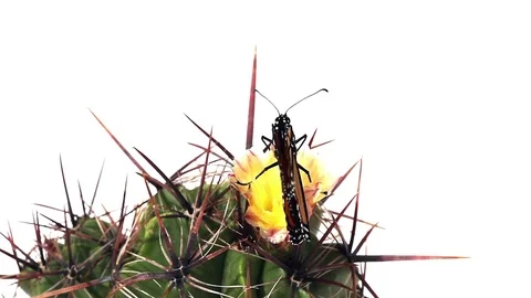 Butterfly Monarch Danaus plexippus on cactus 스톡 동영상 76005324