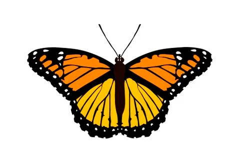 Butterfly monarch イラスト素材
