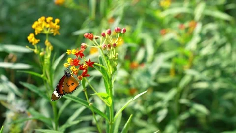 Butterfly monarch on red flower Stock Footage 244444488