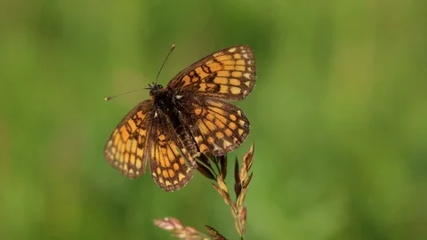 Butterfly With Morning Dew on Wings Macro Video stock 76353553