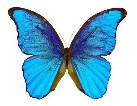 Butterfly Morpho didius Stock Photos