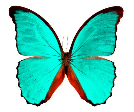 Butterfly Morpho Stock Photos