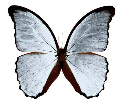 Butterfly Morpho Stock Photos