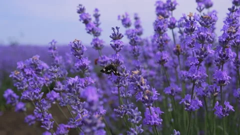 Butterfly moth flies through a lavender field from flower to flower Stock Footage 135025735
